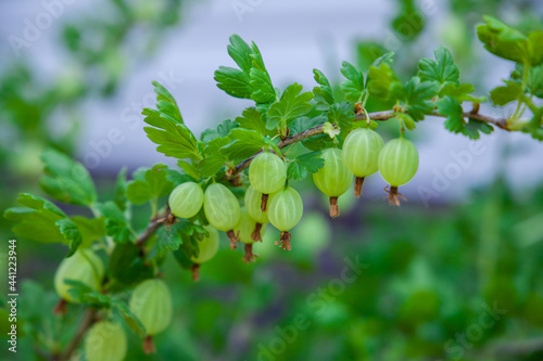 green gooseberries on a branch
