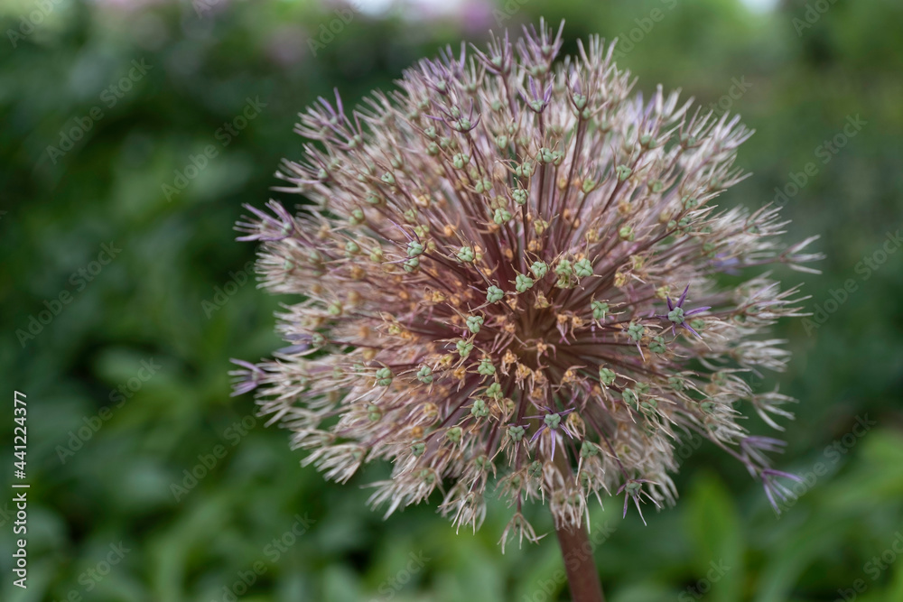 Close-up of a Allium karataviense Close-up of a Allium karataviense
