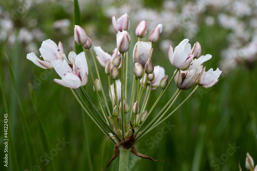 Flowers of Butomus umbellatus or flowering rush or grass rush with blurred green background photo