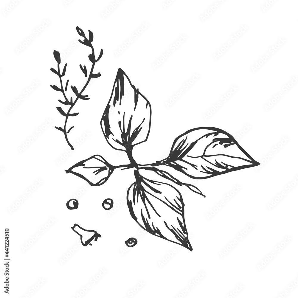 Fototapeta premium Spices garlic pepper vegetables herbs cooking vector graphics illustration by hand. Engraving print textile, menu recipe cooking food onion basil kitchen set 