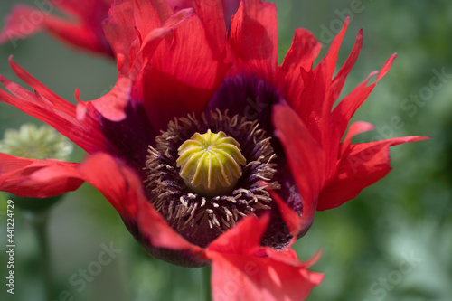 Red Papaver somniferum or opium poppy or breadseed poppy with characteristic seed bulb, which is also called the moon bulb. Focus on the yellow seed bulb photo