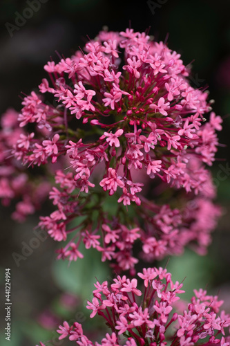 Ornamental garden flowers of Centranthus ruber 'Coccineus' or red valerian photo