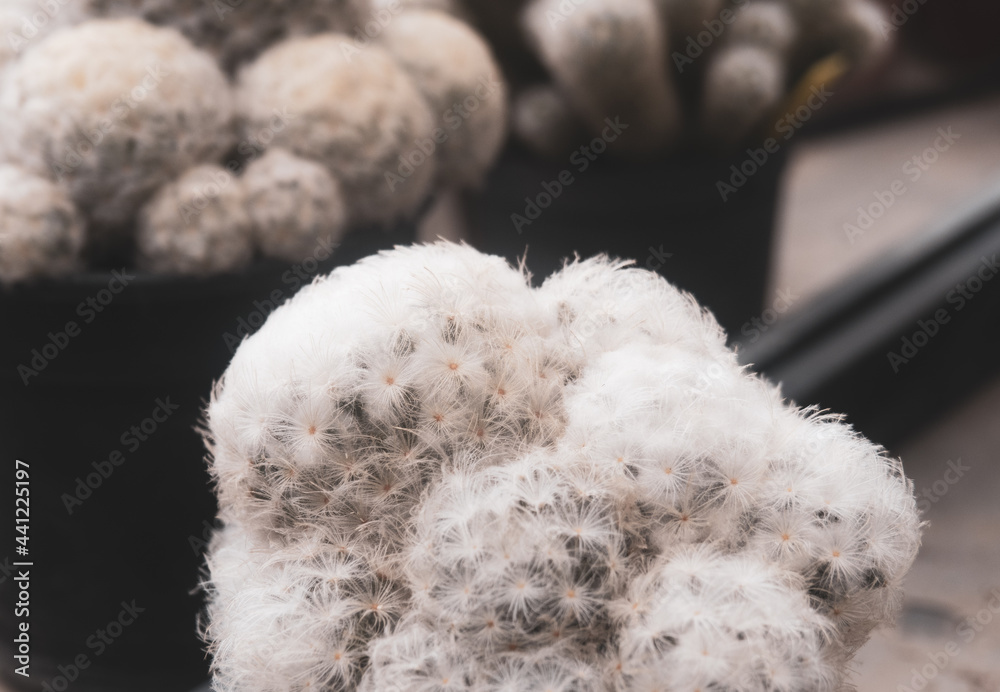 Close-up Mammillaria plumosa or Feather Cactus. Clustering cactus that covered by white downy spines look like soft, fluffy ball. Close-up Mammillaria plumosa or Feather Cactus. Clustering cactus that covered by white downy spines look like soft, fluffy ball.