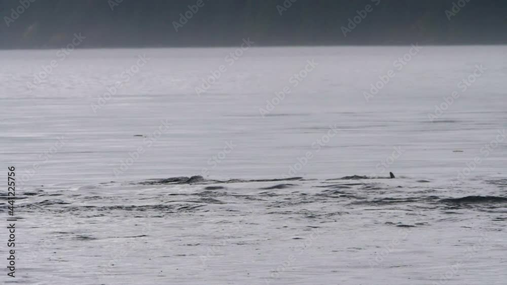 Slow Motion Shot Of Dolphins Diving Into Water While Raining In Sea - British Columbia, Canada Slow Motion Shot Of Dolphins Diving Into Water While Raining In Sea - British Columbia, Canada