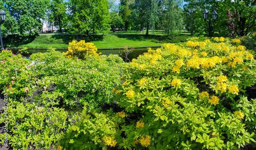 Panorama of the Riga canal against the background of blooming yellow rhododendrons in beautiful Kronvalda Park, Riga, Latvia.