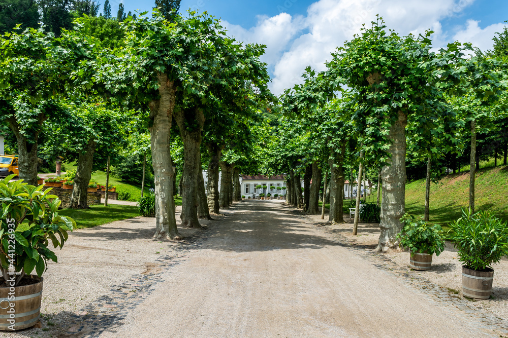 Street with trees at Fürstenlager Park during summer, Bensheim Auerbach, germany