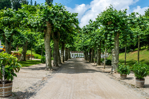 Street with trees at Fürstenlager Park during summer, Bensheim Auerbach, germany