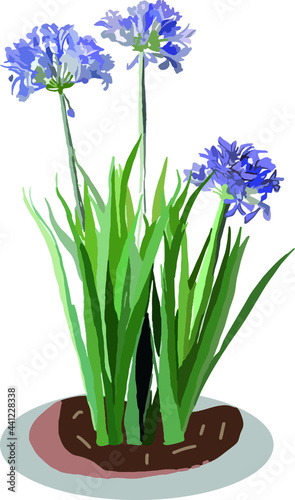 blue hyacinth flower in pot isolated on white