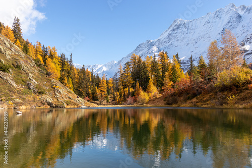 Autumn golden larch forest landscape reflected in little lake or pond. Idyllic and tranquil fall scenery