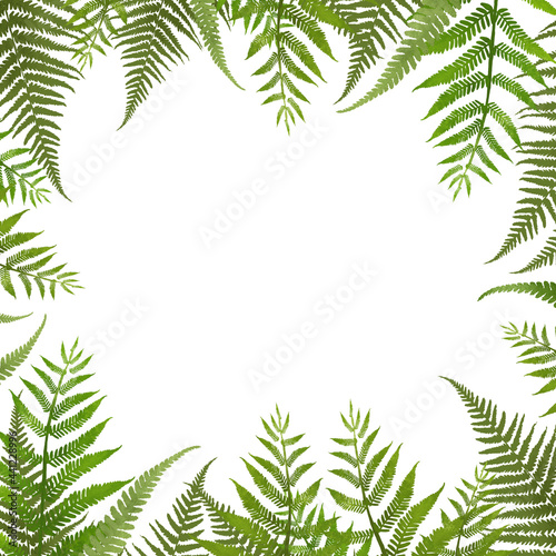 Square frame with cute hand drawn fern. Lovely bright spring or summer flowers for invitation  wedding or greeting cards. Botanical template.