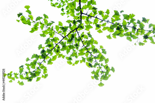 A branch of a ginkgo tree (Ginkgo biloba) with bright green new leaves on a white background. Herbal medicine concept. Soft focus.