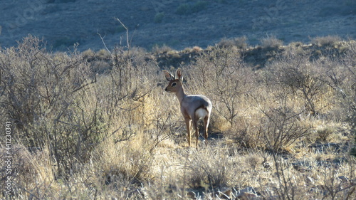 Furtive Steenbok ram  photo