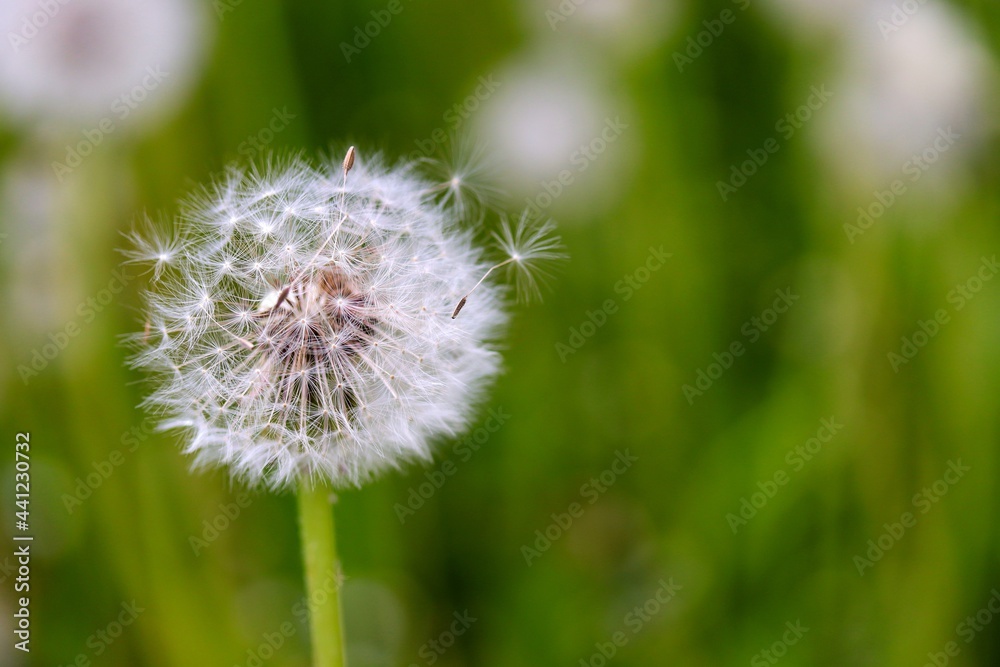 Fototapeta premium flowering dandelion at the end of spring