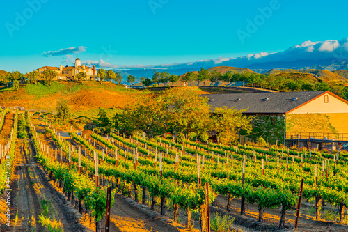 Rows of grapevines glow in the dusk lighting in Temecula, California photo