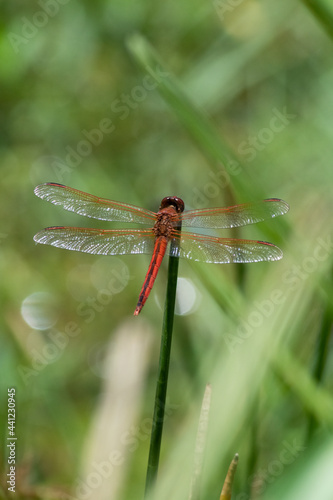A stunning red - orange dragonfly perches on a blade of grass and rests besides the water in a Florida nature park