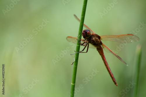 A stunning red - orange dragonfly perches on a blade of grass and rests besides the water in a Florida nature park