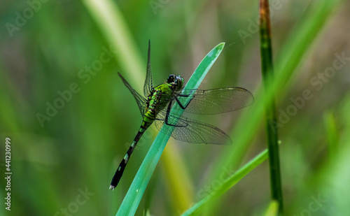 A really cool green dragonfly perches on a blade of grass and rests besides the water in a Florida nature park
