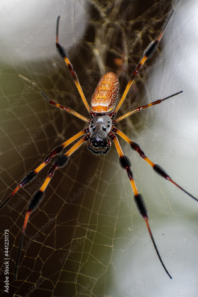 Large orb weaver spider, up close, sits on its web waiting for a meal ...