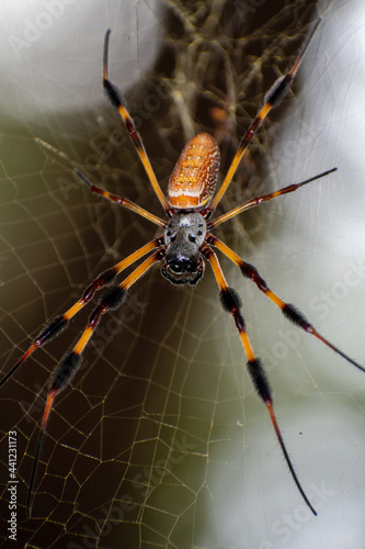 Large orb weaver spider, up close, sits on its web waiting for a meal