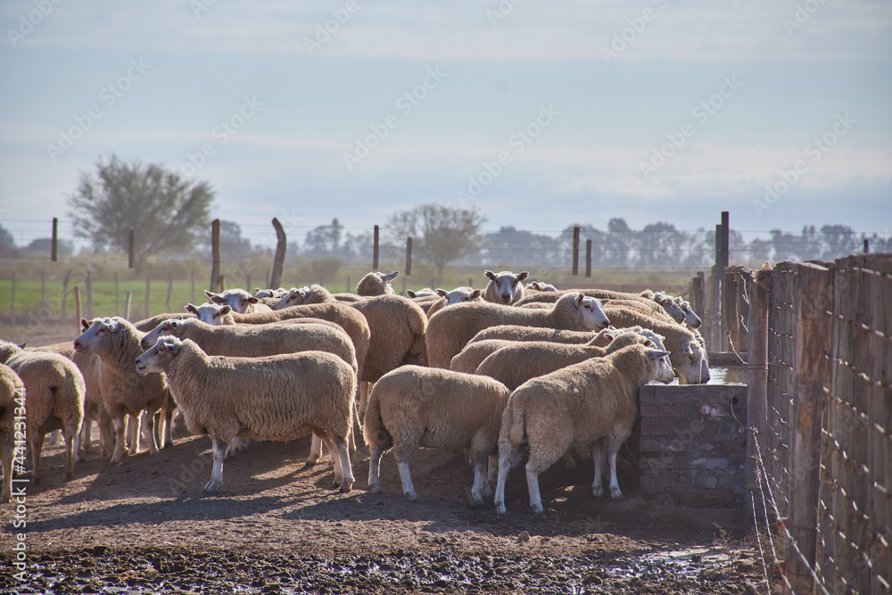 sheep grazing in a field
sheep grazing in a field