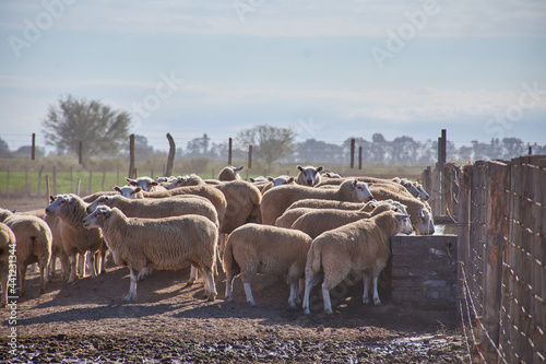 sheep grazing in a field 