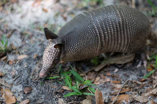 An armadillo foraging in the grass