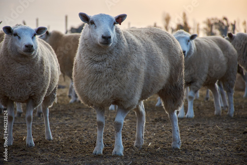 sheep grazing in a field
