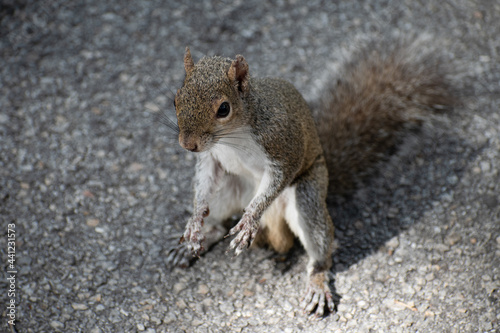 A cute little squirrel stands by hoping to receive some food from people
