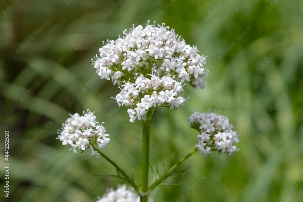 common valerian (valeriana officinalis) flower common valerian (valeriana officinalis) flower