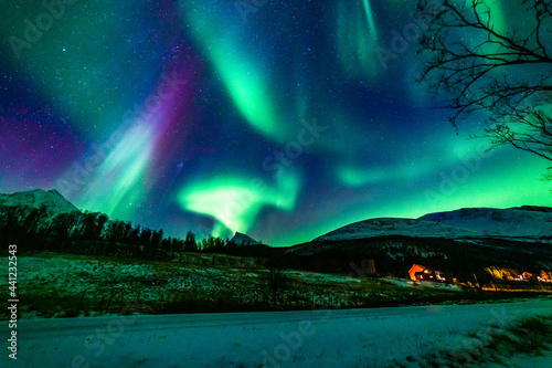 Nordlichter   ber den Lyngenalps  Troms  Norwegen. Aurora Borealis  die Lady tanzt   ber Lakselvbukt. Das wunderbare Schauspiel in gr  n  weiss  blau und pinker Farbe ist atemberaubend 