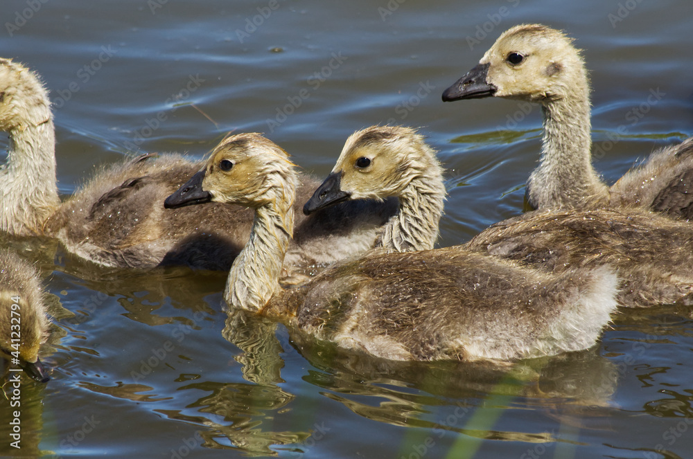 Canada Goslings Swimming in a Pond Canada Goslings Swimming in a Pond