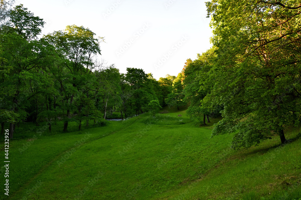 A green meadow in a hilly area, surrounded by trees, at dusk at sunset, a feeling of coolness and tranquility, only the upper branches of the trees in the golden sunlight remind of a hot day.