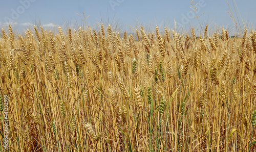 Ripe ears of wheat with others still green in a field at the beginning of summer