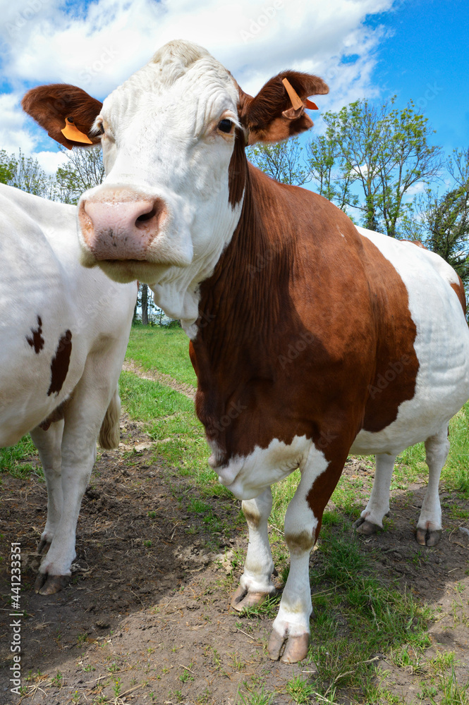 Montbeliarde dairy cow in a agricultural verdant field. This is a dairy cow used for the dairy industry. Montbeliarde dairy cow in a agricultural verdant field. This is a dairy cow used for the dairy industry.