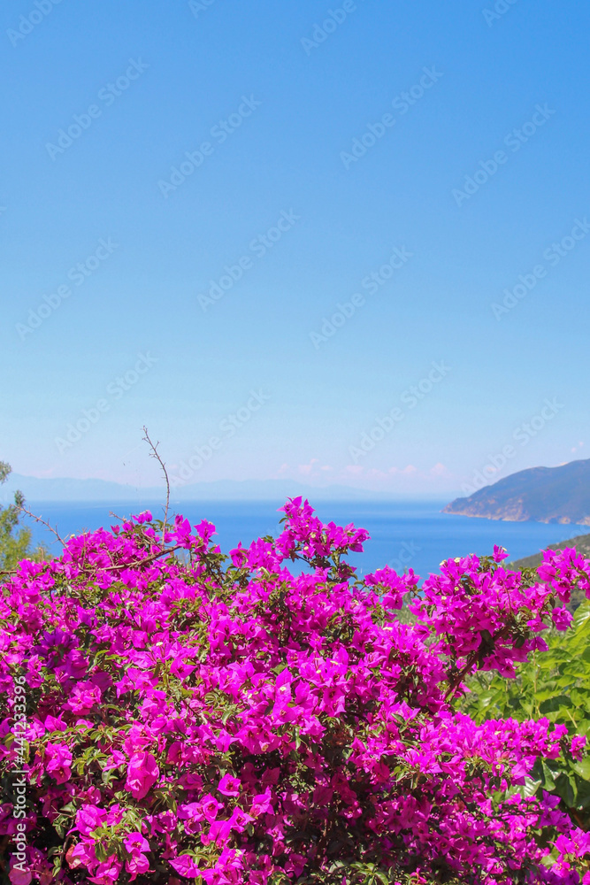 Obraz premium flowers on the beach