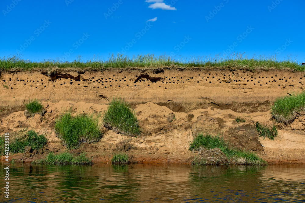 Swifts bird nests on a sandy cliff near the river, water. Landscape, national background. 
