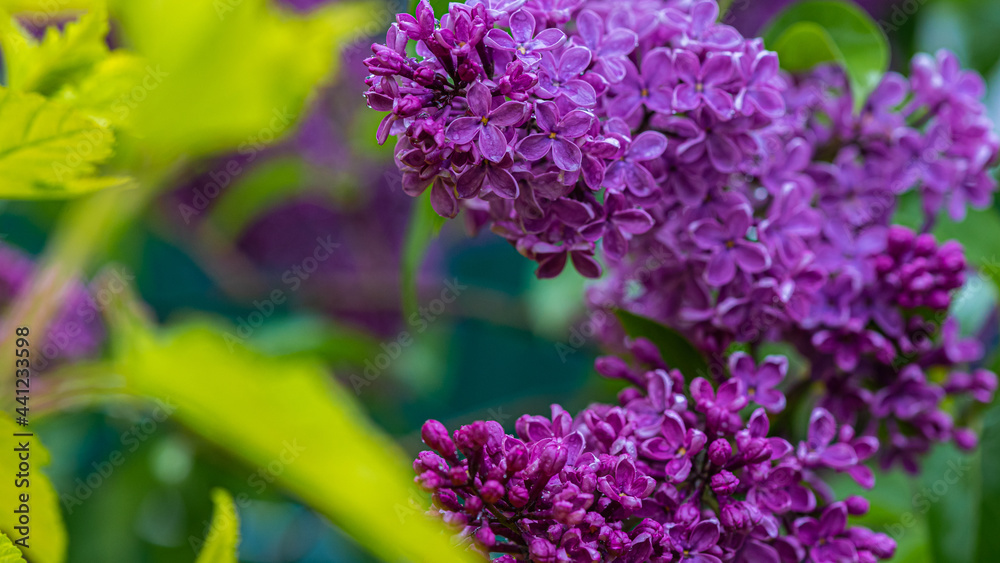 Obraz premium Big lilac branch bloom. Bright blooms of spring lilacs bush. Spring blue lilac flowers close-up on blurred background. Bouquet of purple flowers