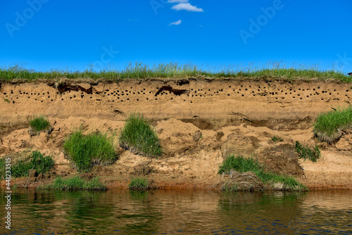 Swifts bird nests on a sandy cliff near the river, water. Landscape, national background. 