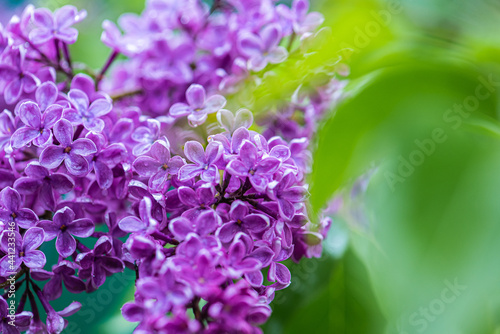 Big lilac branch bloom. Bright blooms of spring lilacs bush. Spring blue lilac flowers close-up on blurred background. Bouquet of purple flowers