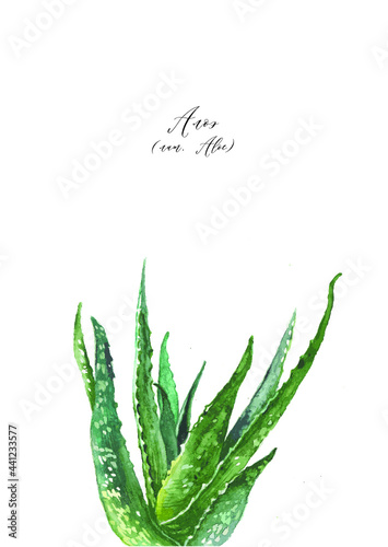 aloe vera plant isolated on white