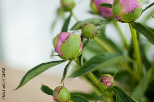 Close up of bouquet of fresh pink peonies, seasonal concept