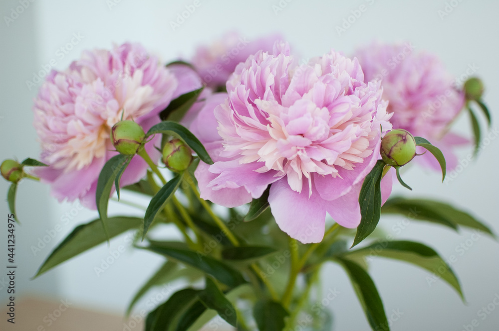Bouquet of fresh pink peonies in transparent jar standing on the table indoors Bouquet of fresh pink peonies in transparent jar standing on the table indoors