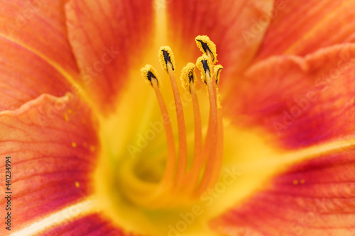 Orange daylily flower   Hemerocallis  Orange Nassau variety close-up