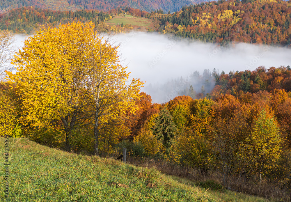 Morning foggy clouds in autumn mountain countryside. Ukraine, Carpathian Mountains, Transcarpathia.