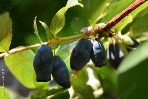 honeysuckle bush with ripe blue berries on a green background