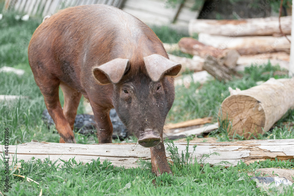 piglet with dark brown hair and curled pig tail in a cage eating grass on a pig pork farm piglet with dark brown hair and curled pig tail in a cage eating grass on a pig pork farm