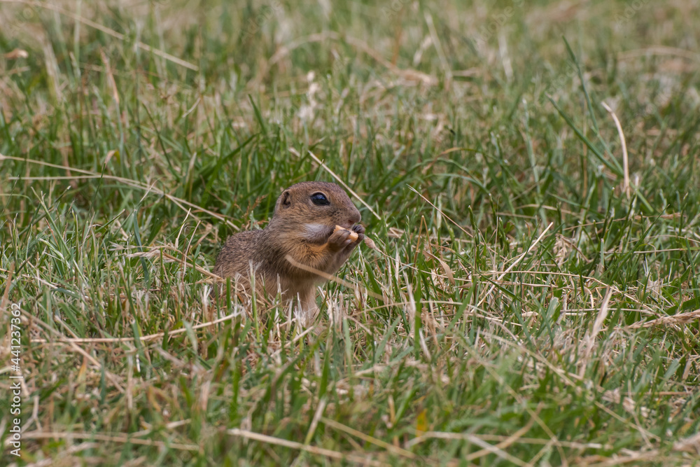 Rodent Spermophilus citellus on a meadow with grass and in its environment 