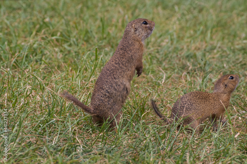 Rodent Spermophilus citellus on a meadow with grass and in its environment 