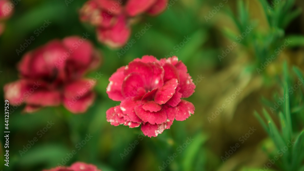 red and white flower red and white flower