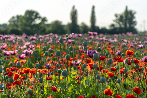 Poppy flower fields in Hungary